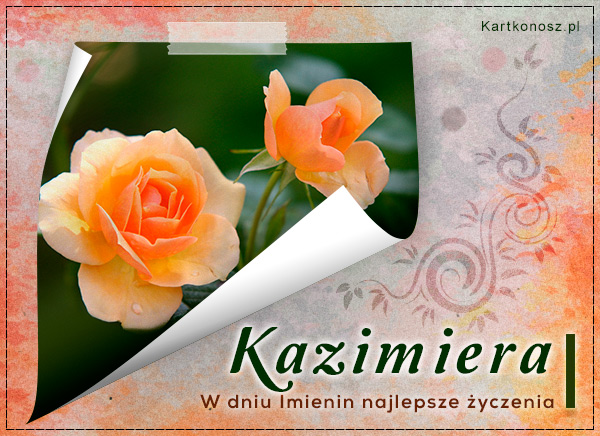 Róże dla Kazimiery