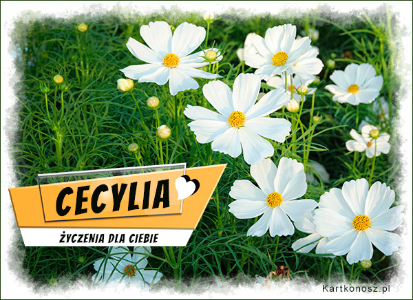 Imieninowe kwiaty dla Cecylii