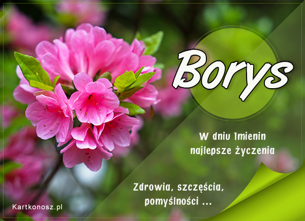 Imieninowy kwiat dla Borysa