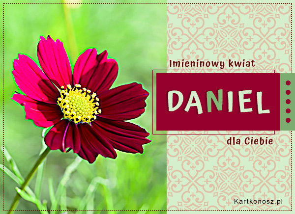 Imieninowy kwiat dla Daniela