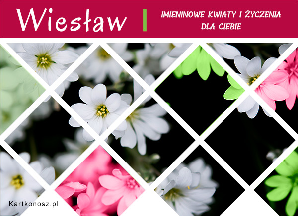 Kwiaty dla Wiesława