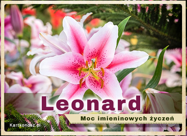 Lilia dla Leonarda