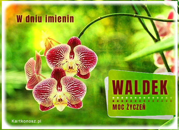 Moc życzeń dla Waldka