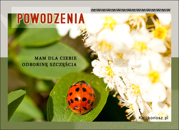 Odrobina szczęścia